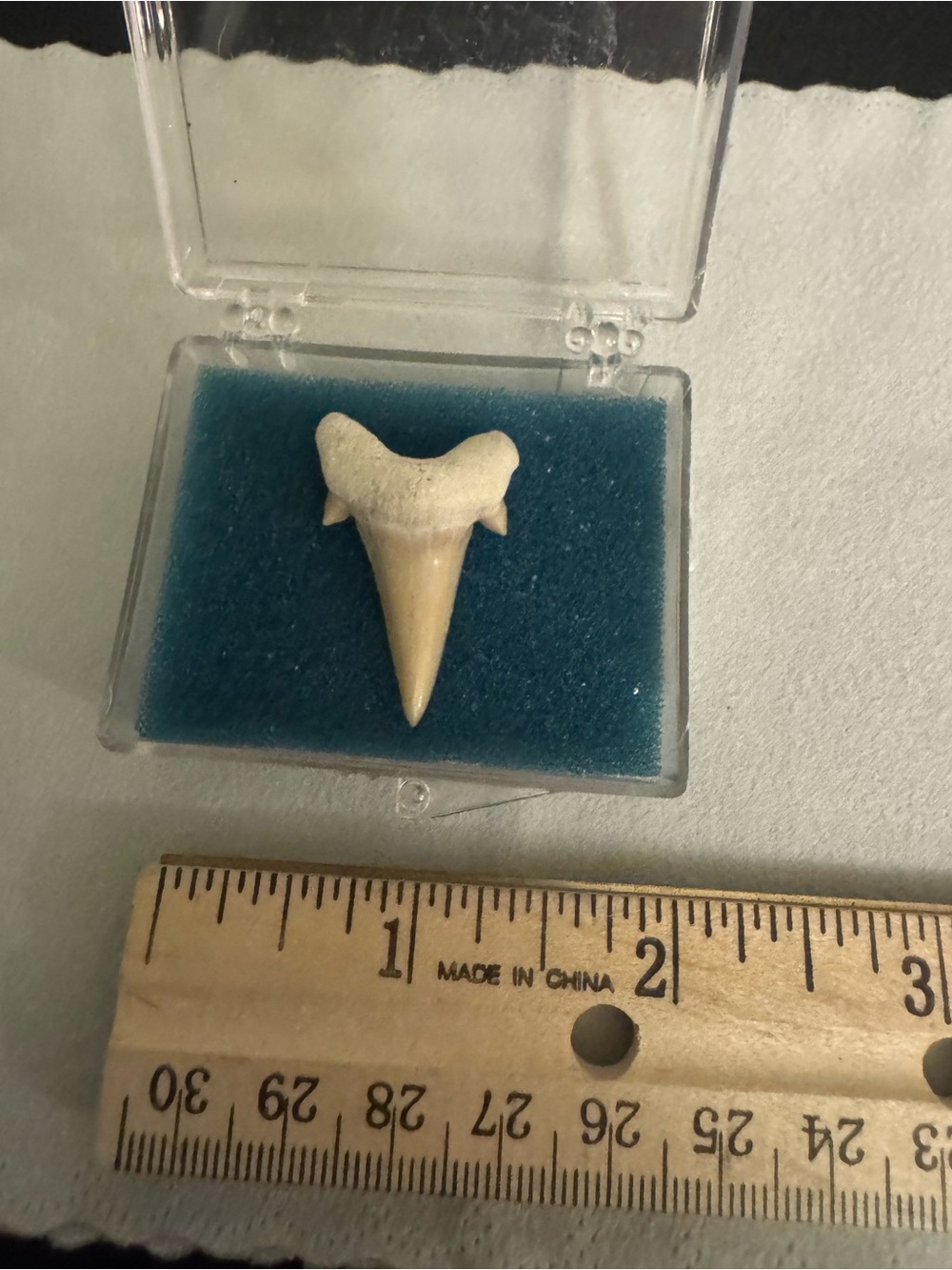 Natural White Shark Tooth Display Specimen - Unbranded